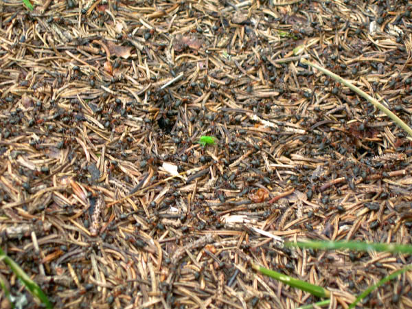 2006_07_09_chasseral 041_bearbeitet