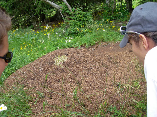 2006_07_09_chasseral 042_bearbeitet