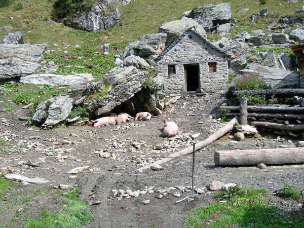 olivone 004_bearbeitet