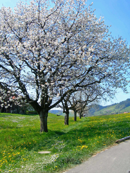 gottschalkenberg (61)_bearbeitet